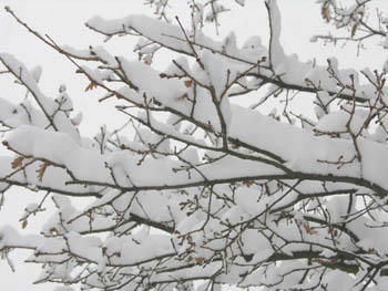 Branches & Neige