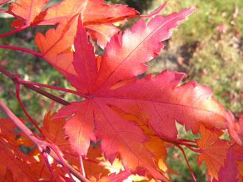 Feuilles Erable orange Automne