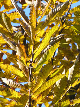 Jeune Chataignier Automne
