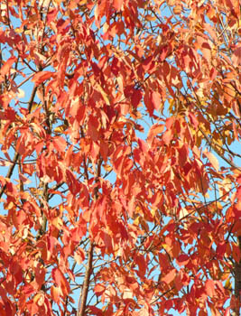 Merisier Automne