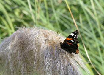 Papillon Ecaille villageoise