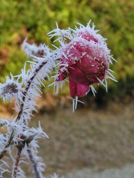 Rose rouge Hiver Givre