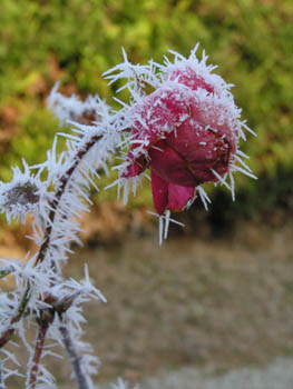 une rose en hiver