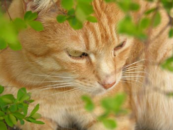 Chat roux portrait