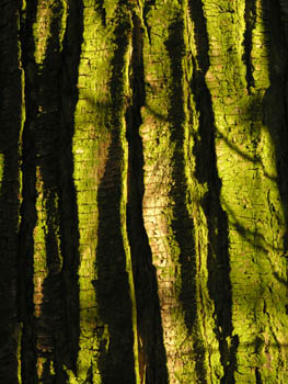 Vert végétal