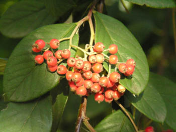 Baies de Cotoneaster