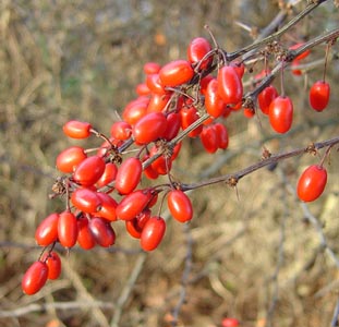 Baies de Berberis