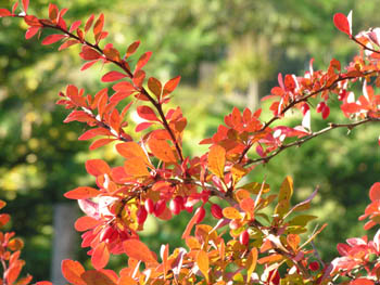 Berberis & Lumiere Automne