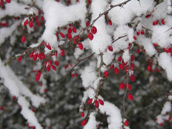 Berberis & Neige