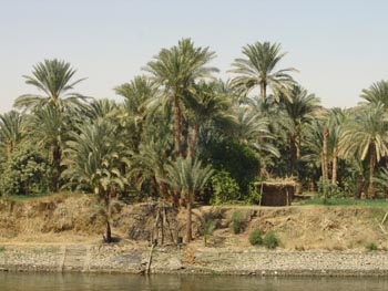 Bords Nil Palmiers
