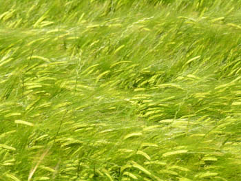 Céréales vertes dans le vent