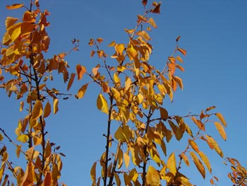 Cerisier du Ciel