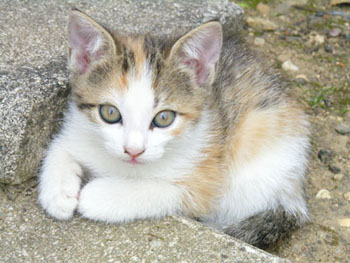 Chaton femelle tricolore