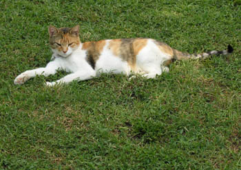 Chatte tricolore dans l'herbe