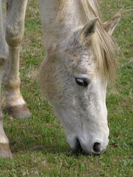 Cheval blanc Portrait