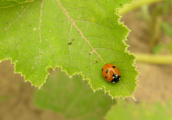 Coccinelle