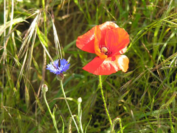 Coquelicot & Bleuet