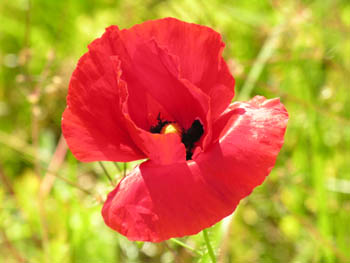 Coquelicot