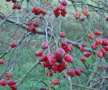 Fruits d'Eglantier