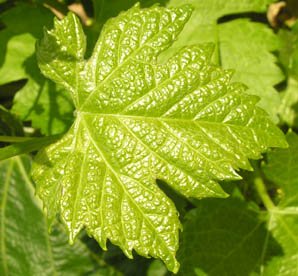 Jeune feuille de vigne