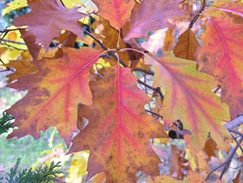 Feuilles Chêne rouge d'Amérique