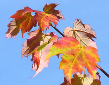 Feuilles Erable du Canada Automne