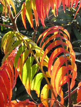 Feuilles Sumac Automne