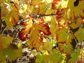 Feuilles de vigne jaunes Automne