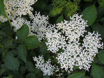 Fleurs de Sureau