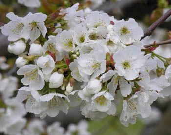 Fleurs de Cerisier