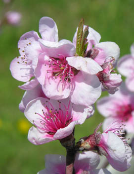 Fleurs de Pêcher