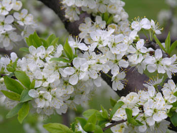 Fleurs de Poirier