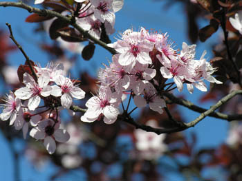 Fleurs de Prunus