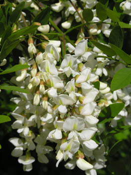 Fleurs d'Acacia