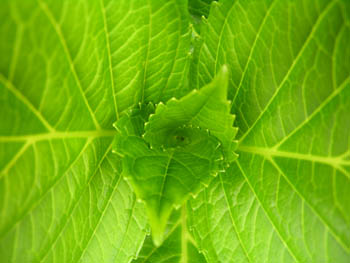 Hortensia Coeur de feuille