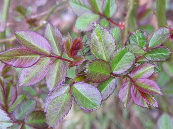 Jeunes feuilles de rosier