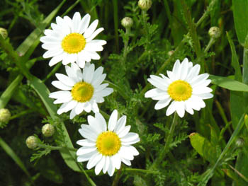 Marguerites sauvages