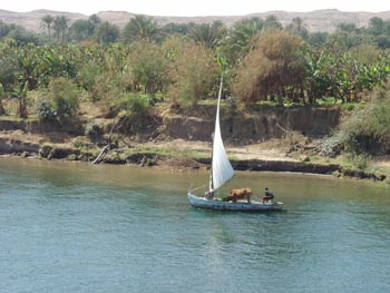 Nil Felouque boeuf