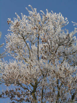 Perruquier Givre