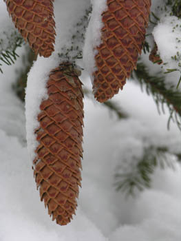 Pommes de Sapin & Neige