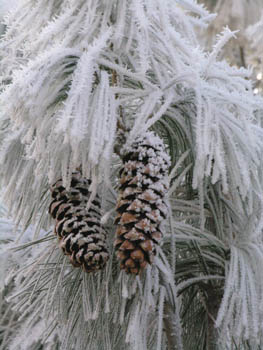 Pommes de Pin d'Alep Givre