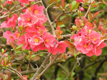 Pommier du Japon