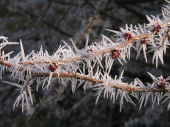 Pommier du Japon Givre