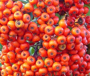 Baies de Pyracantha