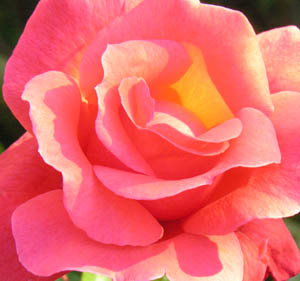 Rose rose & Lumiere