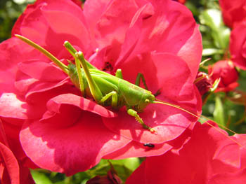 Sauterelle verte sur rouge