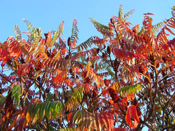 Sumac & ciel Automne