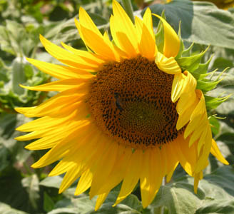 Tournesol