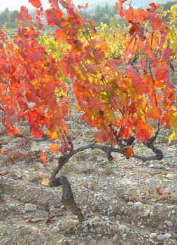 Vigne orange Automne